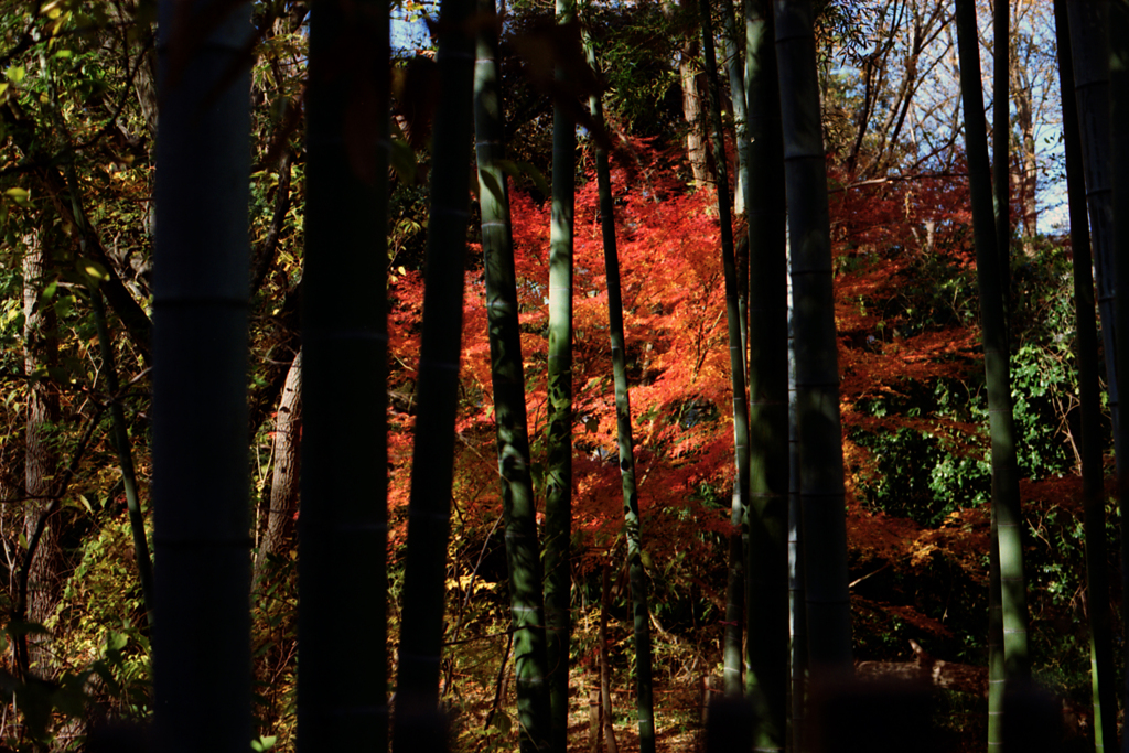 竹林から見えた紅葉