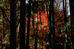 竹林から見えた紅葉