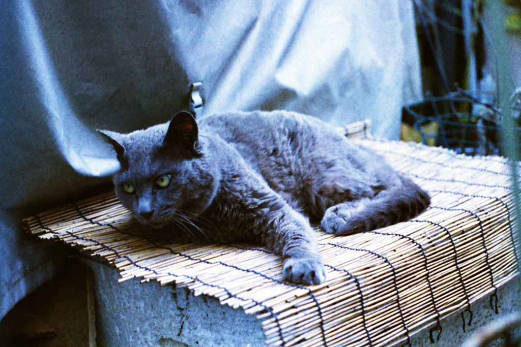 猫・こぐれちゃん