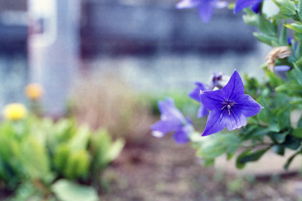 MARIX400D・No.11/25cut「桔梗」