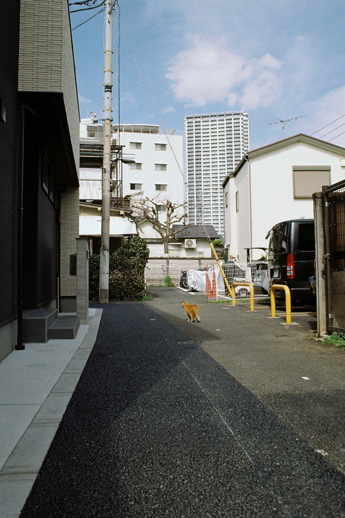 雑司が谷・猫ちゃんに誘われて①・3-2