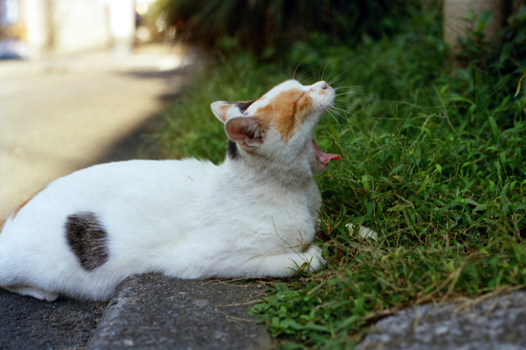 猫05・顎外れたよね？