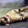 猫44・猫の日に
