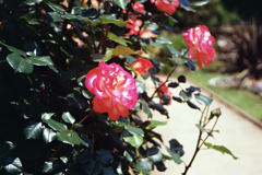 薔薇(アキレス)