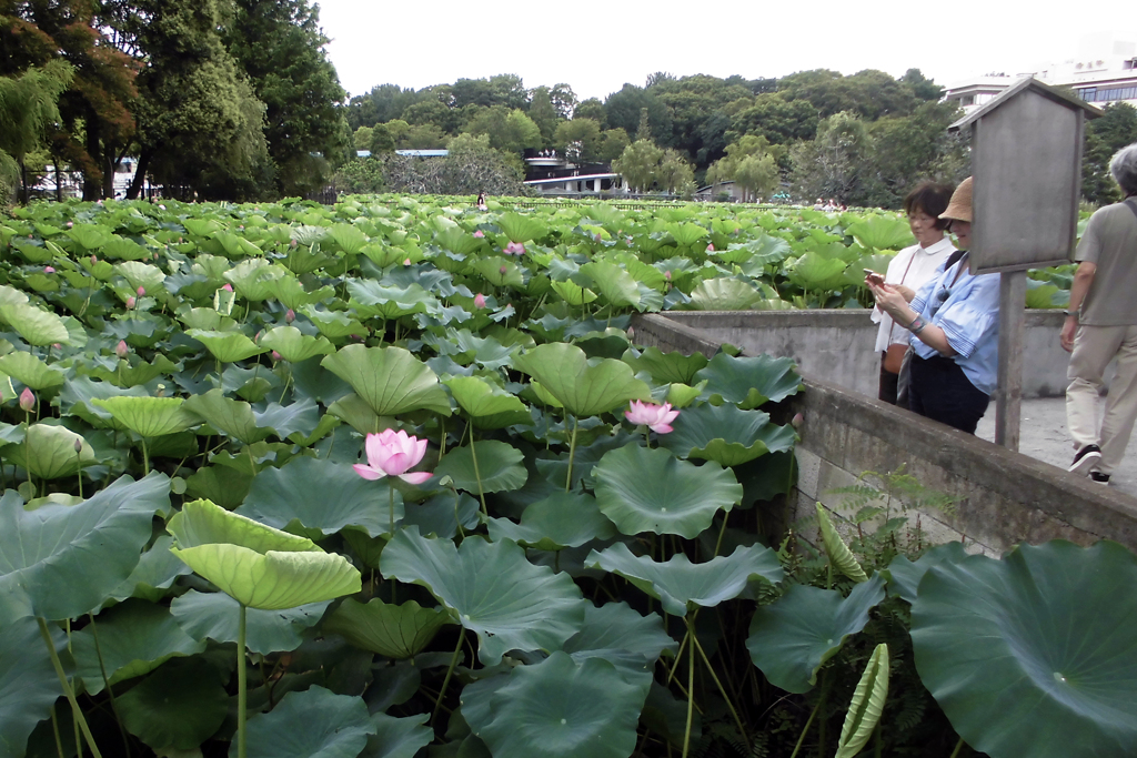 上野恩賜公園不忍池にて