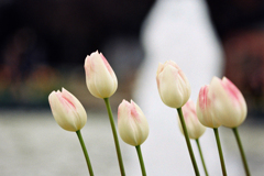 春告花