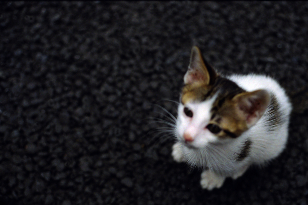 猫24・ピンボケ