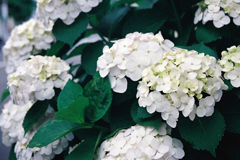 近所の紫陽花5