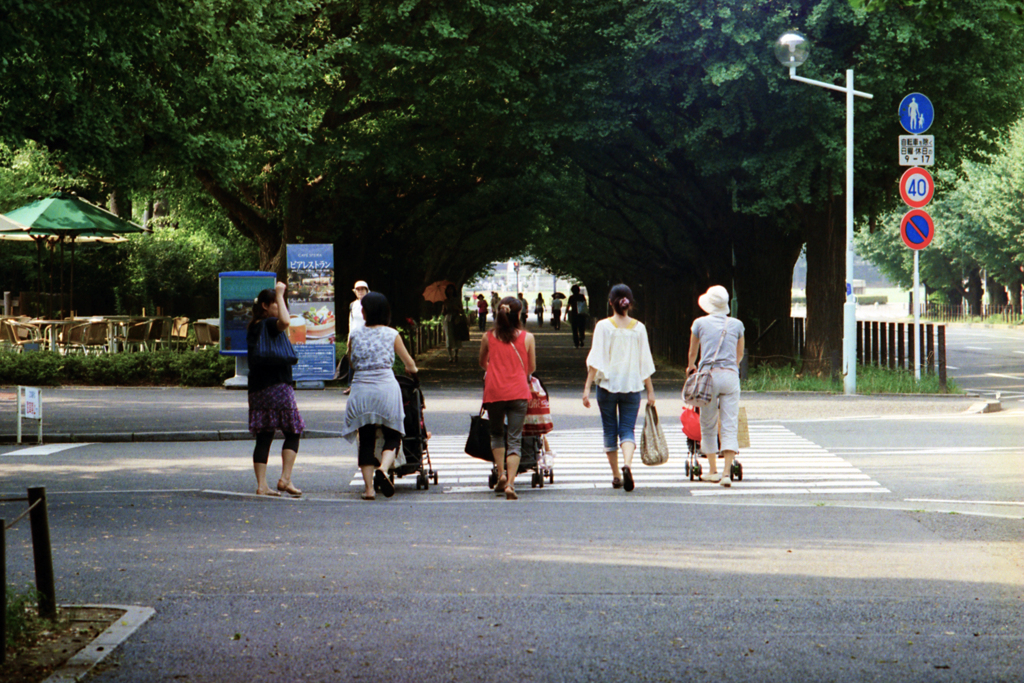 明治神宮外苑いちょう並木(過去写真)