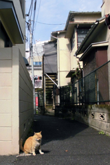 雑司が谷・猫ちゃんに誘われて②・4-4