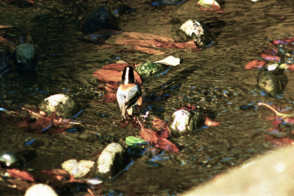 過去写真5・ヤマガラ