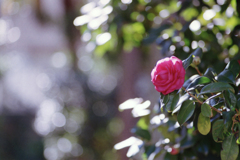山茶花
