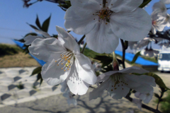 桜・2-1