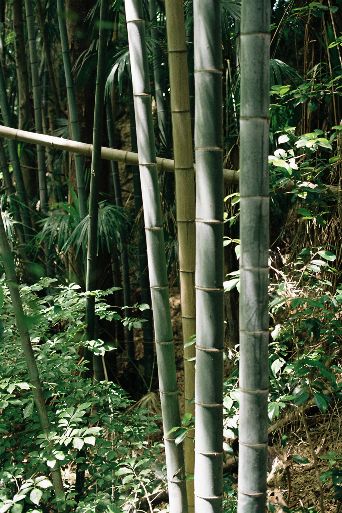 竹林②