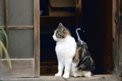 蓬莱湯の猫(過去写真)②