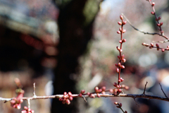 紅梅・蕾