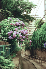 紫陽花と坂道(過去写真)2