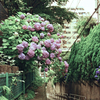 紫陽花と坂道(過去写真)2