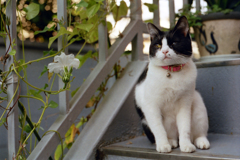 猫04・二階のマリリン