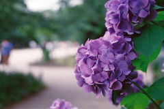 上野公園の紫陽花1