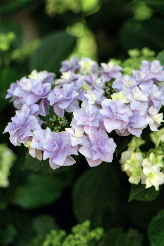 紫陽花2