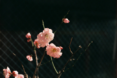 梅の花