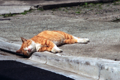 猫・あっ、大丈夫だ