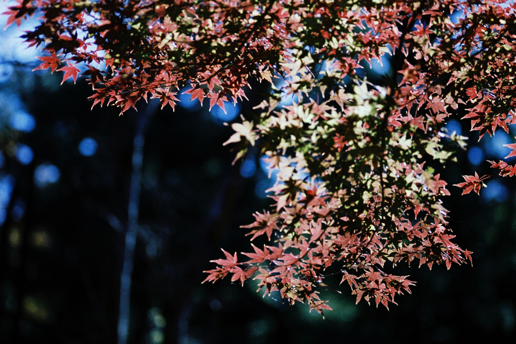 紅葉