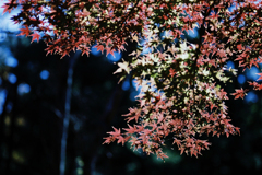 紅葉