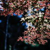 紅葉