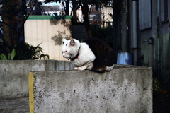 待つ(過去写真)