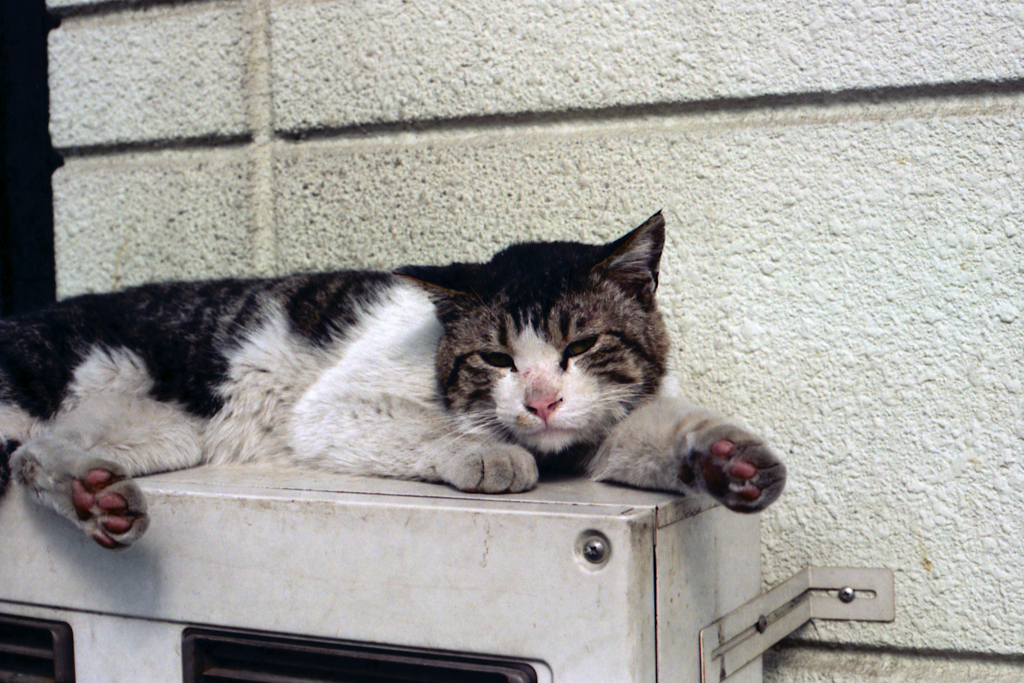 猫18・野良の勲章