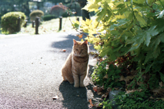 猫07・西日を浴びて