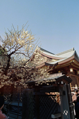 白梅