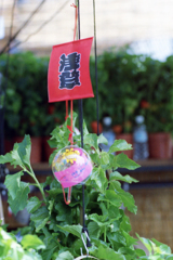 浅草寺・ほおずき市