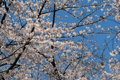 桜・靖国神社境内(内苑)
