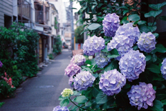 紫陽花と路地