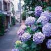 紫陽花と路地