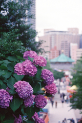 上野公園の紫陽花3