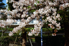 桜
