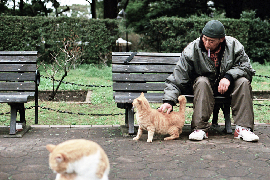 日比谷公園に猫のいた頃(過去写真)