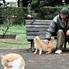 日比谷公園に猫のいた頃(過去写真)