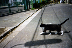 過去写真１３・すたこらさっさ
