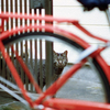MARIX400D・No.18/25cut「猫」