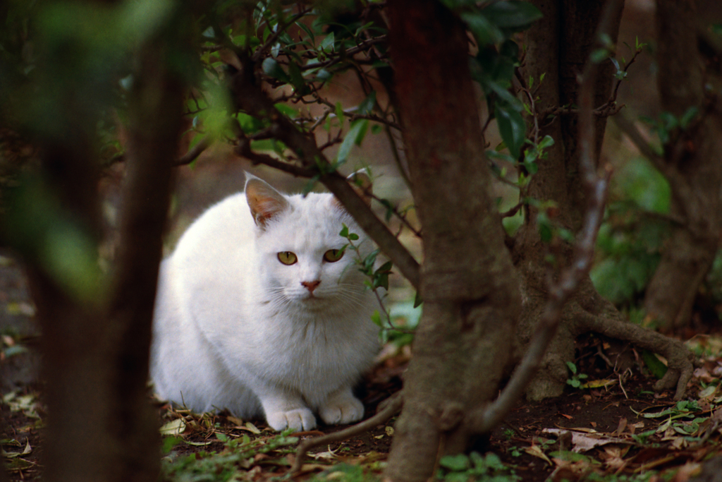 猫45・久しぶりの猫ちゃん4-2