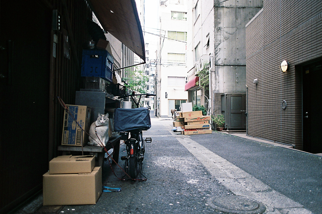 銀座の路地にて