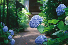 紫陽花