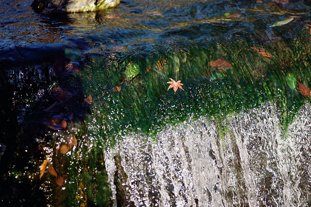 浅草寺で見付けた秋④
