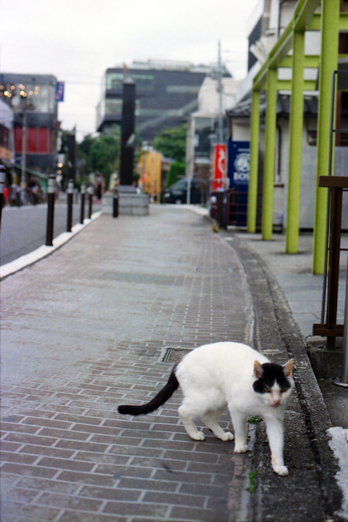 キャットストリートのキャットちゃん(過去写真)