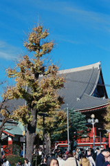 銀杏